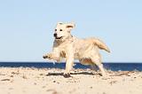 GOLDEN RETRIEVER 483